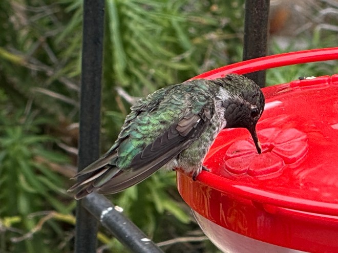 A hummingbird perched on a red feeder, sipping nectar from a flower-shaped opening.