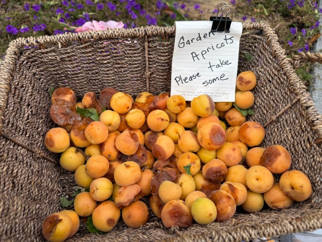 A woven basket filled with fresh apricots, some marked with brown spots, alongside a note that says 'Garden Apricots Please take some.'