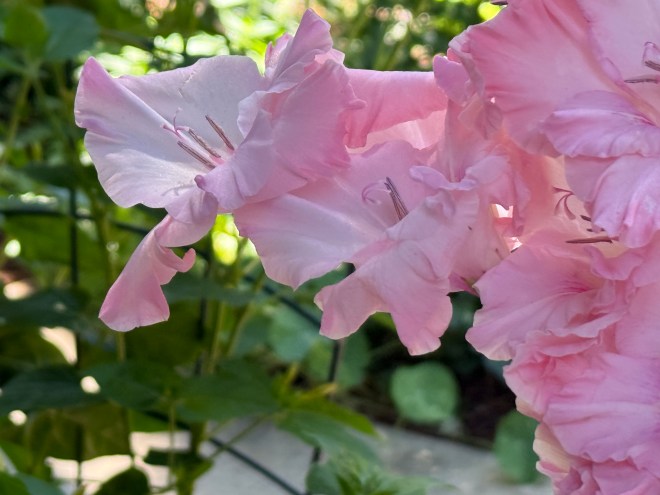 Close-up of pink flowers with frilled petals against a blurred green background.