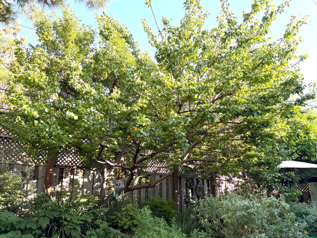 A vibrant green tree with lush leaves, surrounded by various plants in a garden setting, with a wooden fence in the background.