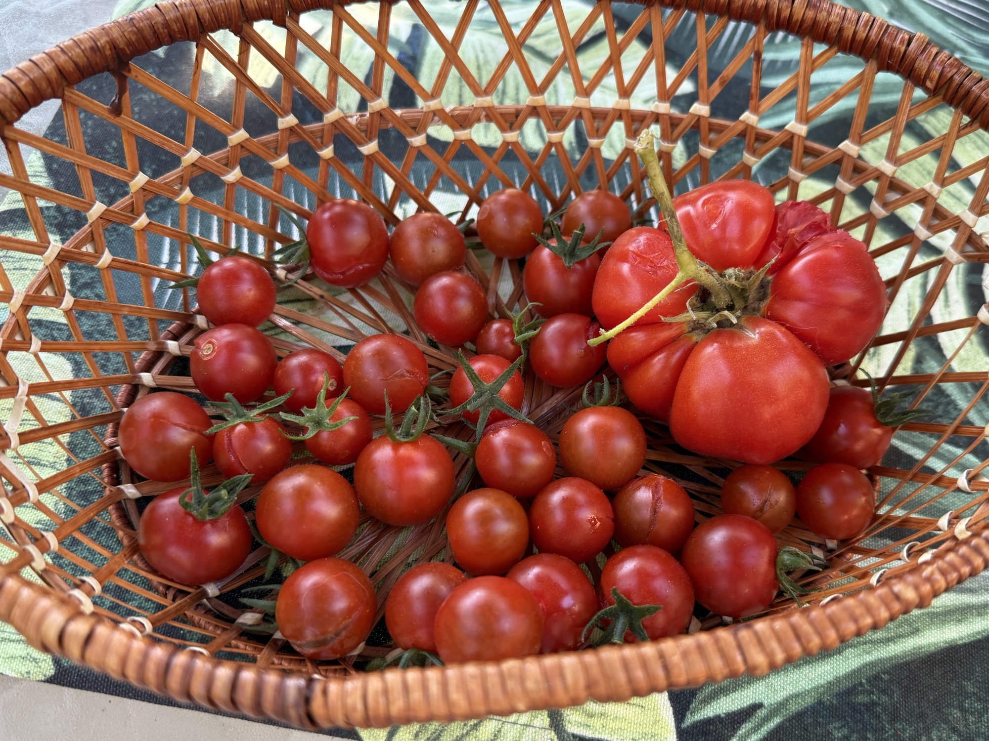 Harvested tomatoes