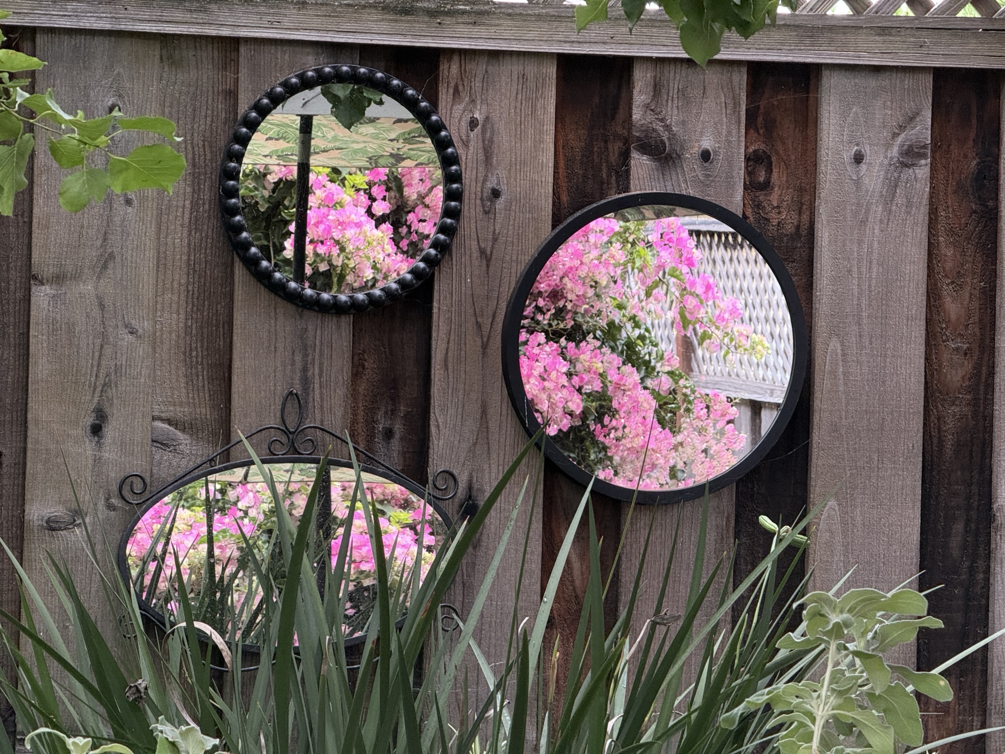 Bouganvillea reflected in the garden mirrors
