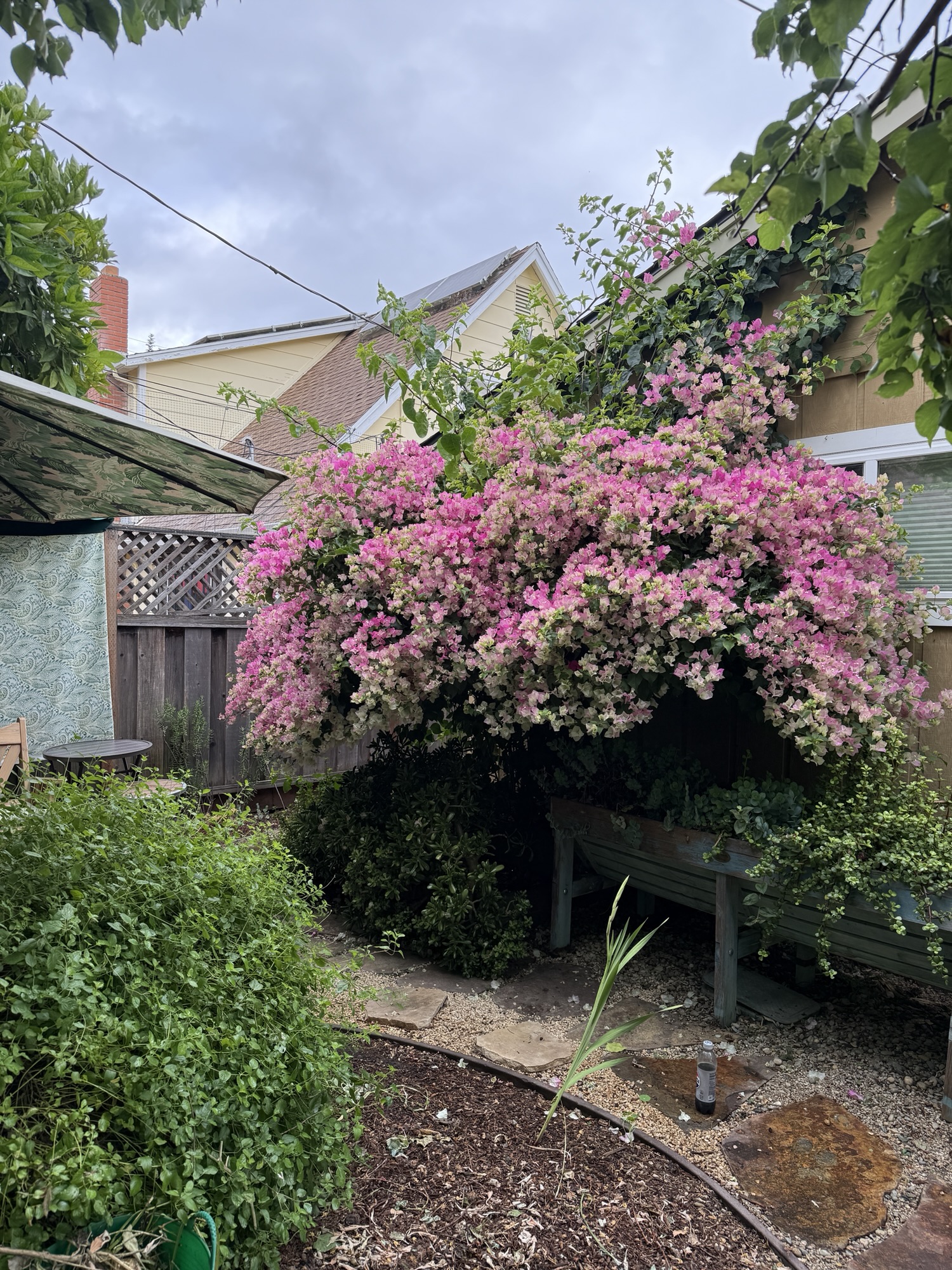 Bouganvillea in all its splendor