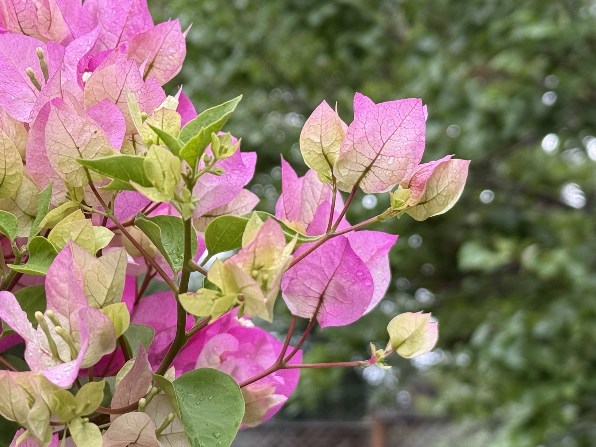 Bouganvillea