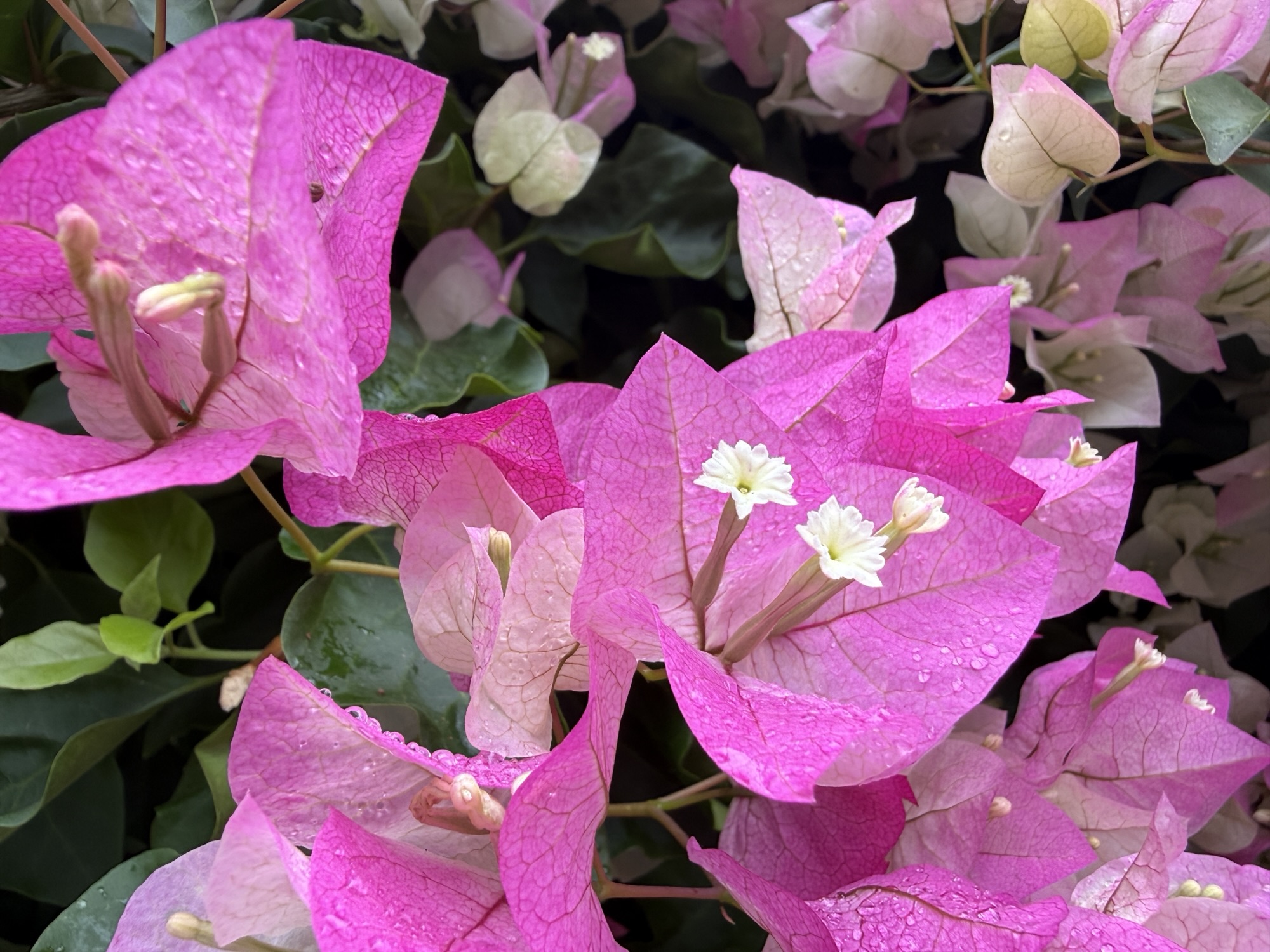 White flowers inside the pink bracts