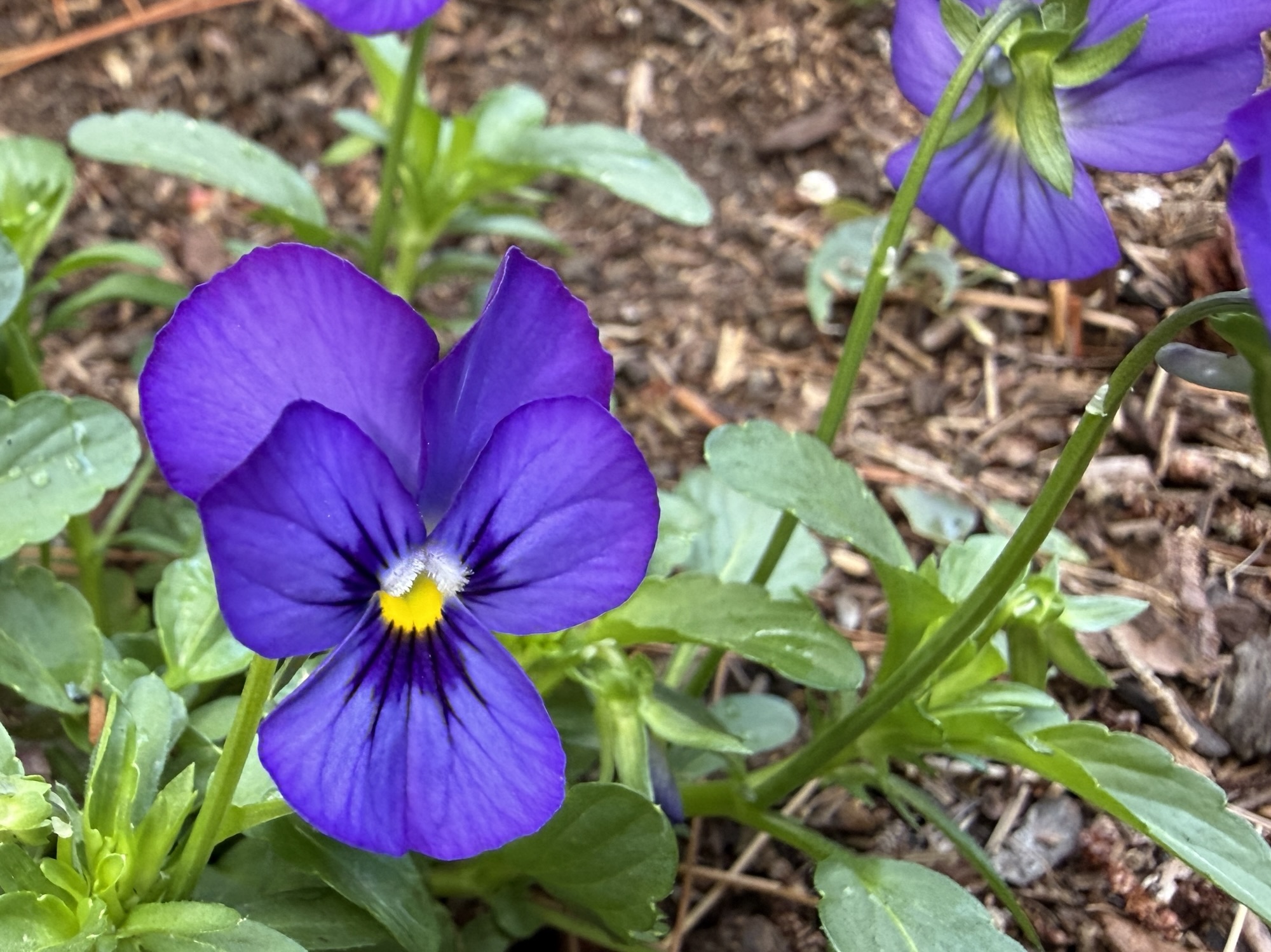 Violet or viola