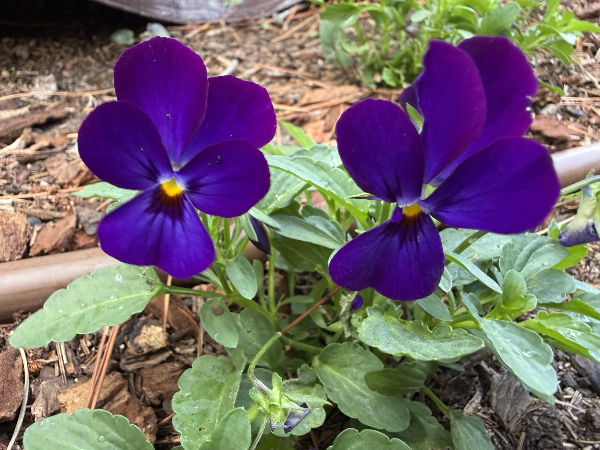 Viola