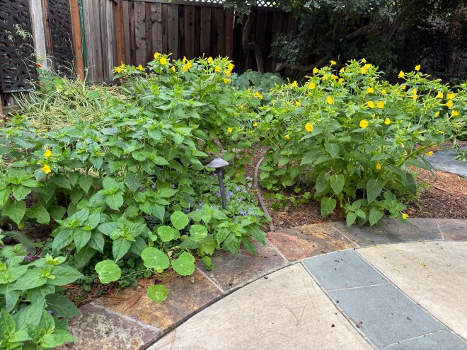 Four o'clocks (Mirabilis jalapa) 