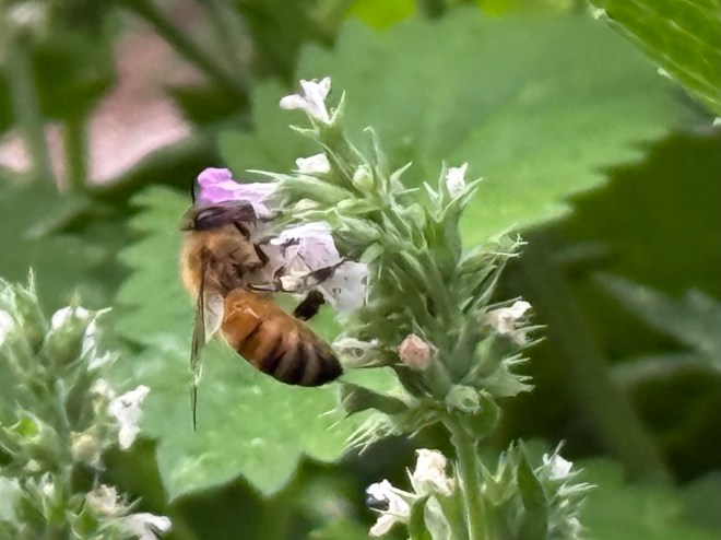 A honey bee collecting nectar from a white and purple flower amidst green foliage.