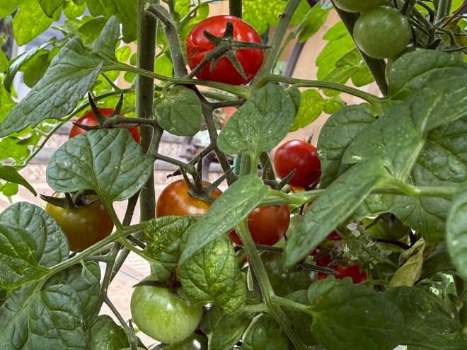 Cherry tomatoes