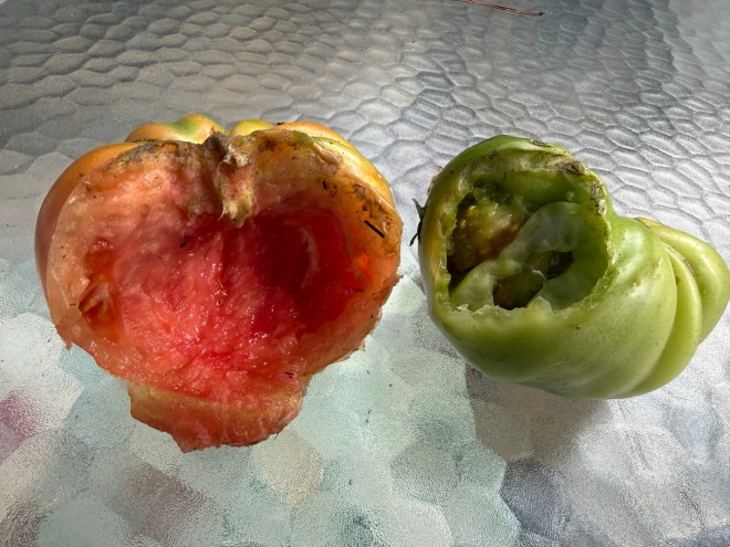 Tomato carnage