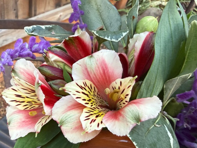 A vibrant bouquet featuring colorful flowers, including pink and white Alstroemeria with red markings, surrounded by green leaves and purple accents.