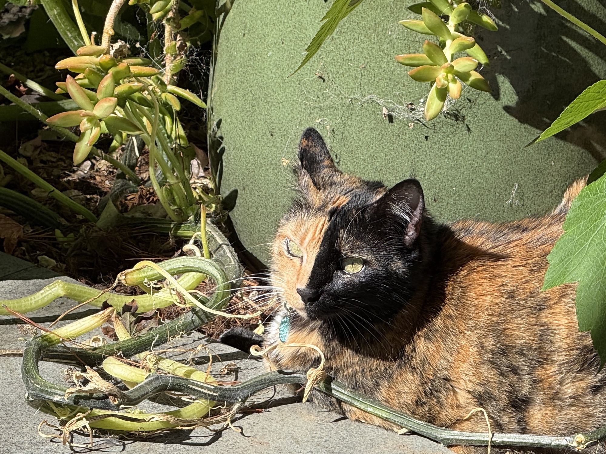 Tessa cozying up along the pumpkin vine